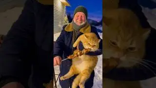 Жорик сорвался 🐱🥩 #shorts #funny #котжорик