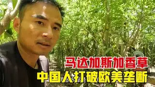 Madagascar丨参观中国人在非洲海岛上种植的香草园，曾被欧美人垄断，为国争光
