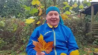PLATAN - DRZEWO ŻYCIA - Szaman z Lasu
