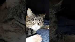 Sleeping Cat Wags Tail #catvideos #cat #sleepingcats