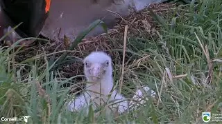 Royal Albatross - Little chick and nest have be checked ... A squid beak was removed from the nest !