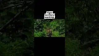 Majestic Tiger walking and scent marking in Pench tiger reserve