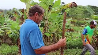 MANHÃ CHUVOSA + PLANTANDO MUDAS DE COQUEIRO ANÃO