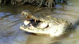 American Crocodile Eats Pig Head at ACES
