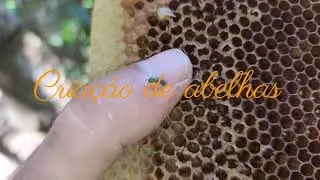 Abelha solit&aacute;ria (fam&iacute;lia Halictidae)