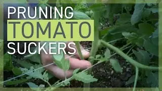 Pruning: Removing Tomato Suckers