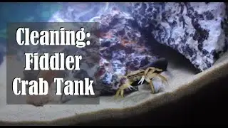 How To Clean A Fiddler Crab Tank
