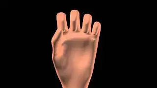 Peace Sign Hand Animation