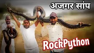 Most Dangerous Indian RockPython Snake Video|| अजगर सांप का वीडियो 