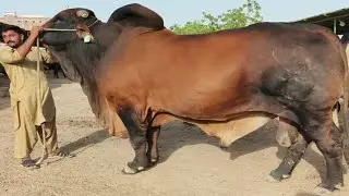 VL Rojo Apochi pure Amrican Red Brahman Bul pitafi livestock farm #redbrahmanbull #livestockfarming