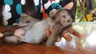 Miserable monkey​ Jonny Babe