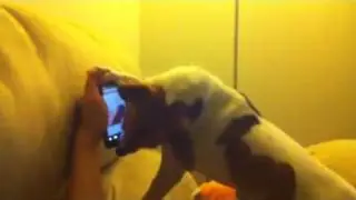derp dog vs android