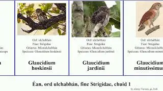 &Eacute;an, ord ulchabh&aacute;n, fine Strigidae, chuid 1 glaucidium megascops bubo asio bird nana capensis