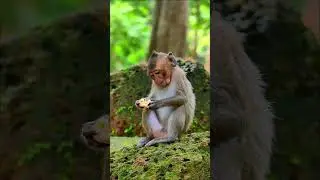 Funny Monkey Enjoying Sweet Treats, @5starmonkeys⁩ , #monkey, #monkeysr, #babyanimal