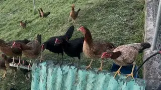 Tres. Discotecas baile punta punta.  Retamos. Aquí la teoría. En Telegram, la práctica  gallinas🇩🇴🇩🇴