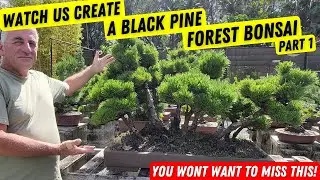 How to make a Japanese Black pine forest part 1 Step by step