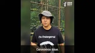 Save the Gibbons !!!