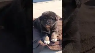 bhotia dog transformation 25 days to 4 months