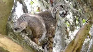 Bobcat in Buckeye Tree - Wild Cats 2015 - Wild Animals