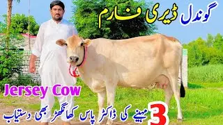 Gondal Dairy farm | Top class for sale in Sargodha Pakistan | Pk janwar Mandi