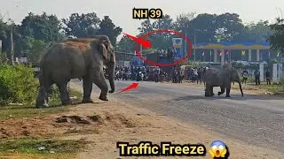 Dzikie słonie rządzą drogą NH-39 🐘 | Kompletny korek na autostradzie 😱