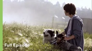 Guide Dog Refuses to Leave Owner Behind | Pet Heroes S1