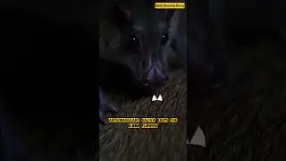 Vampire Bat &mdash; Silent Drinker #wildanimalsdiary #shorts