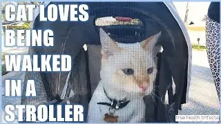 Cat LOVES going on walks in Stroller - Cat Lady Problems / Cat Lady Fitness