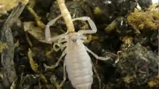 Androctonus crassicauda