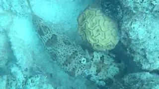 Baloonfish Bonaire 2010.MP4