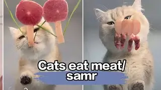 How much do cats love to eat meat?