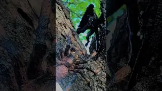 Aragog vs Mothman#fight#mothman#aragog#spider#cryptids#cool#interesting#battle#arthropods#tarantula