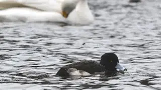 Tufted ducks, spot-billed ducks and coots: Christmas Eve Edition