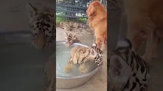 🐯🐯🐯WOW!!! bathing #tigercub  #tiger #kitten #foryou #fpy  #cute #kitty  #zoo #adorable