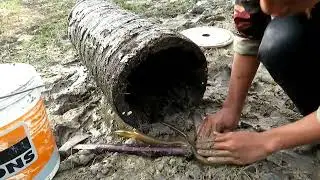 Amazing Unique Eel Fish Trap Using Palm Tree & Cover U 90 / How To Make Eel Trap