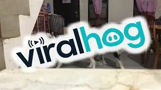 Sneaky Husky Tries To Open Crate || ViralHog