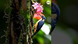8K Nature Bird Sounds | Paradise Birds in Action 🐦 #short #nature #birdsound #relaxing