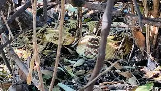 Hadza boy hunts deadly Puff Adder snake