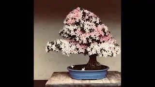 The Trophy 2021 - Tree evolution: Satsuki 'Nikko' from Cindy Verstraeten