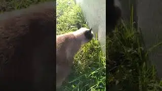 funny animals & культурная кошка после мышки поем салата