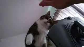Cat paws at me with guilty conscience