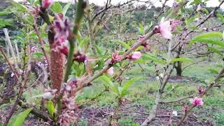 DOS FACTORES POR LOS QUE NO CUAJA O SE CAE LA FLOR EN EL DURAZNO!
