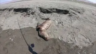 #75 RUTA DE PESCA Motobomba-Mejia-Mollendo