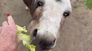 Saying Hello To The Backyard Animals On A Cloudy Day!