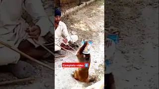 Release this Monkey 😭#shorts #viralshort #viral #shazainandshazil #fyp #monkey #dance #petvlogs
