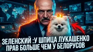 ЗЕЛЕНСКИЙ :У ШПИЦА ЛУКАШЕНКО ПРАВ БОЛЬШЕ ЧЕМ У БЕЛОРУСОВ. ПОМОЕМУ У ШПИЦА БОЛЬШЕ ПРАВ ЧЕМ У ГРОМОДЯН