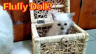 Dua anak kucing  bermain di keranjang sangat lucu mereka seperti boneka berbulu halus