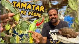  ZOO MA TAMATAR KI FASAL LAG GAI // HEDGEHOG OR TURKEY 🦃 BIRD KO DHOOP LAGAI 🥰