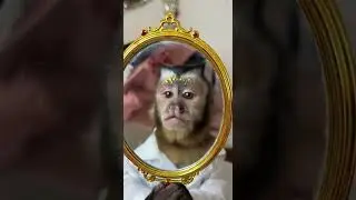 When your doctor is also a beauty influencer! 😱🐾 #PetMakeover #MonkeyDoctor #AkitaStyle #FunnyPets #