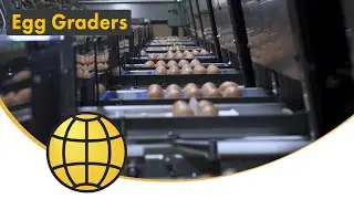 Egg Grading Machines (SANOVO TECHNOLOGY GROUP) Wide Range of Egg Graders